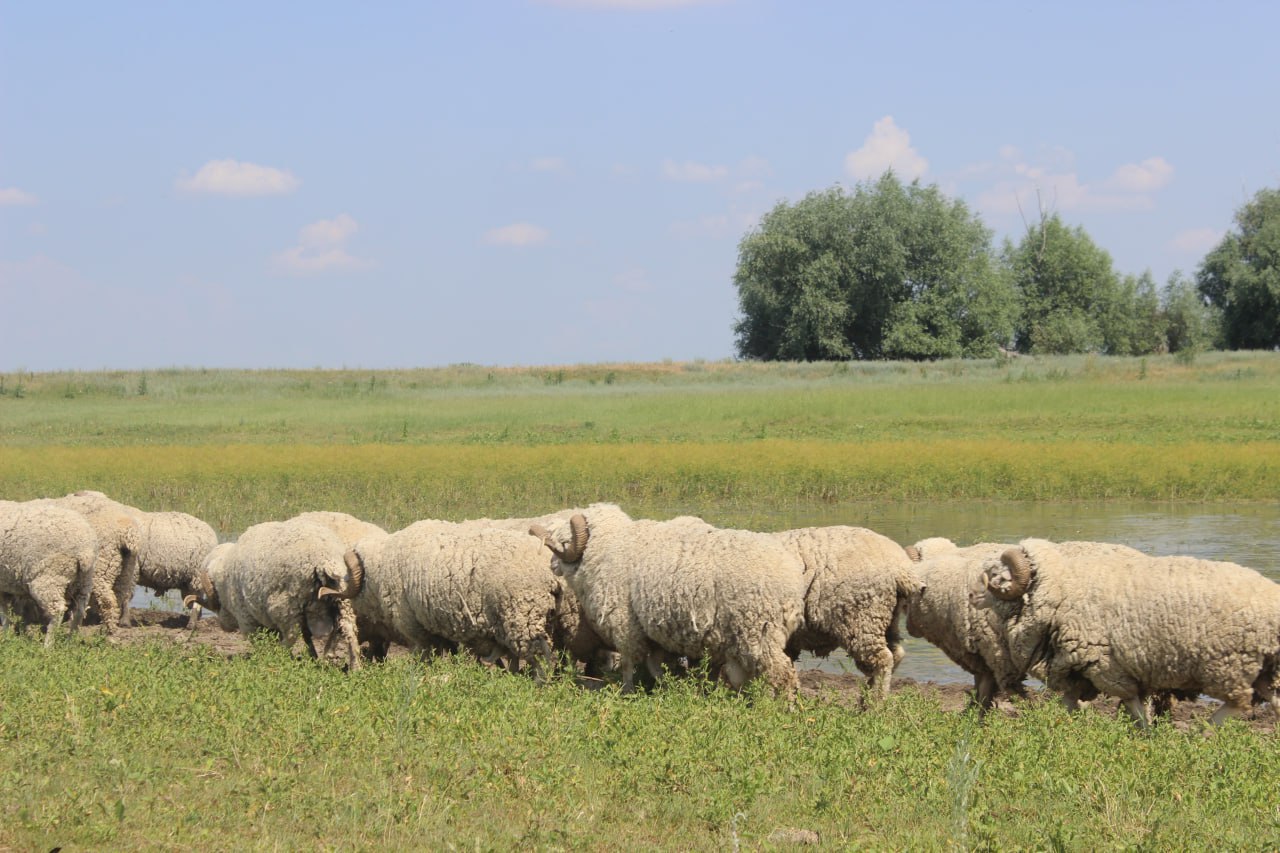 Около 200 хозяйств в Саратовской области производят баранину