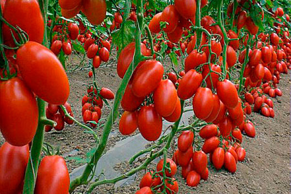 Томат Сэр Элиан: Особенности и Условия Выращивания