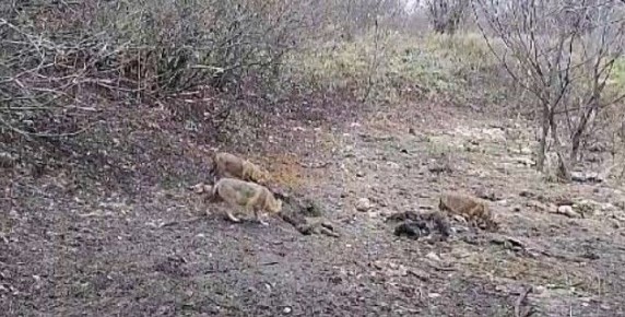 ����� ������ �� �������������: � ����������� ������� �� ����� ������� �����