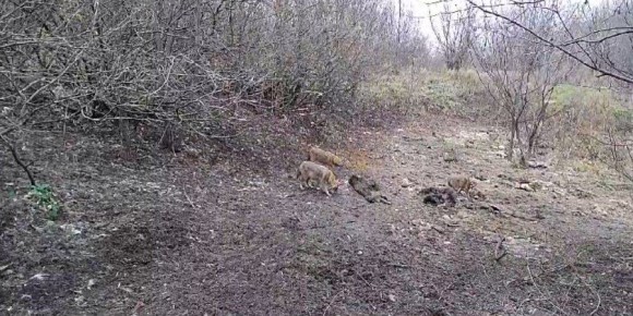 ������ ��������� �� ������� ����� ����������� �������