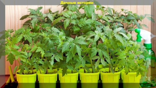 ������ �� 20 ���������� �������� ���������-��������