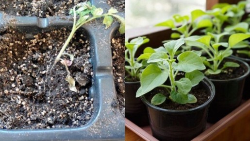 ��� ��������� ������� ������� ������� ��� ������: ����������� ������