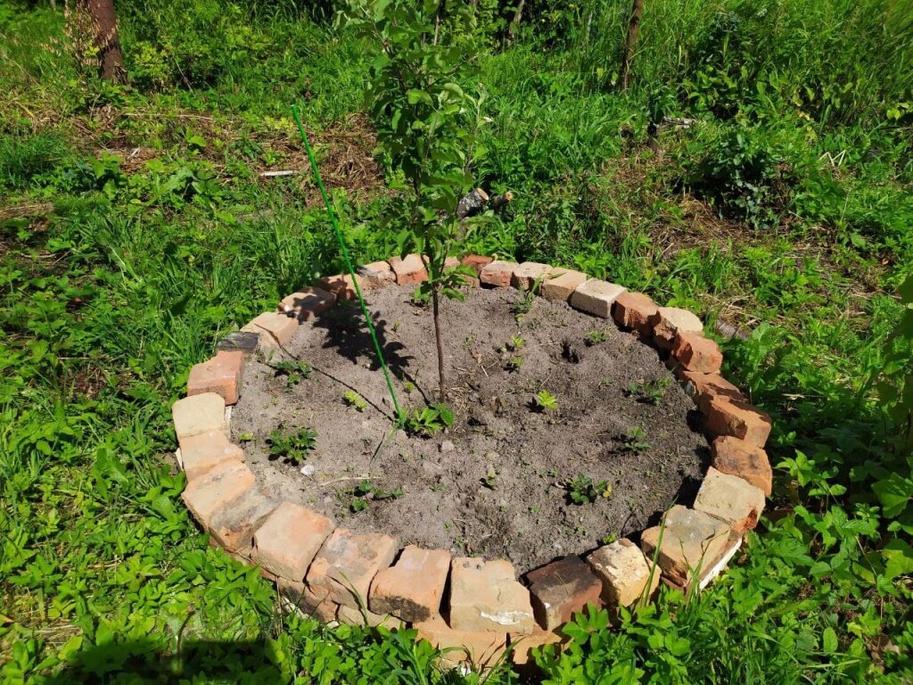 Как эффективно использовать пространство под яблоней