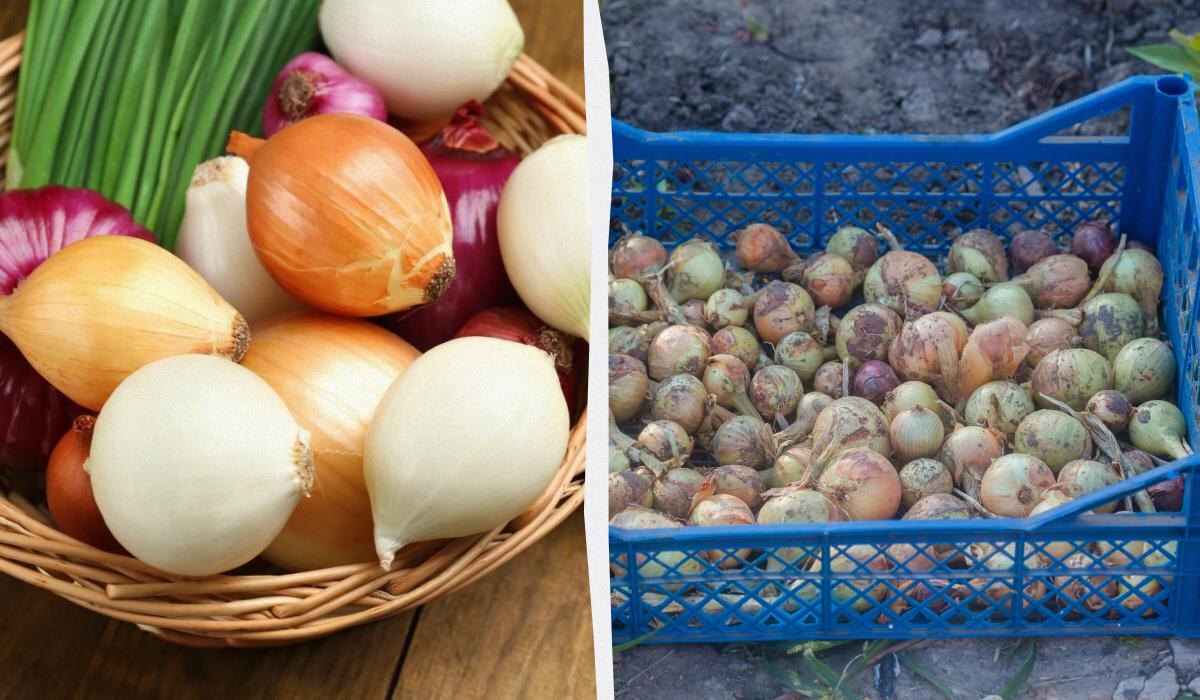 Как сохранить лук свежим на три месяца: секреты правильного хранения