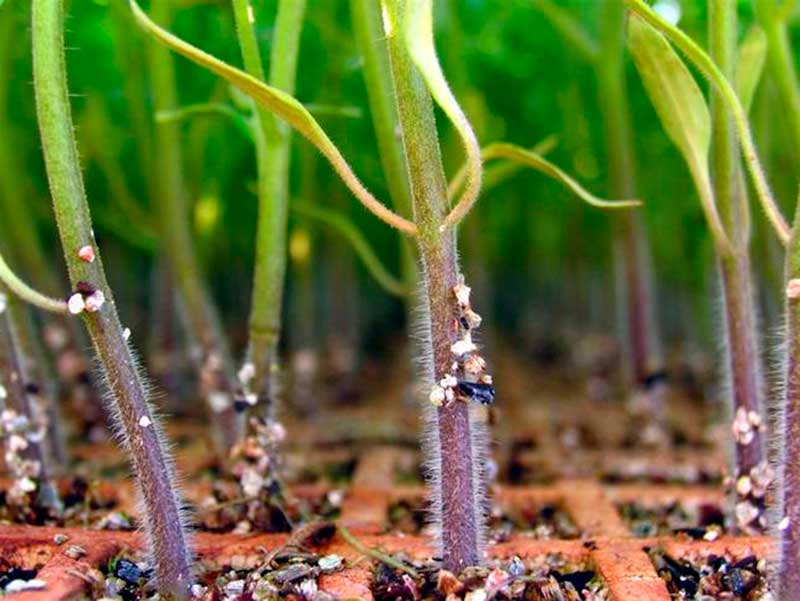 Как защитить рассаду томатов от черной ножки?