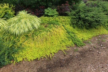 Золотистый вербейник: идеальный почвопокровник для вашего сада