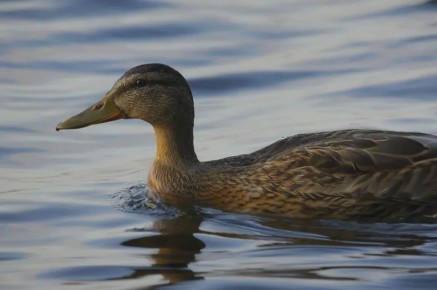 В Саратовской области в субботу открывается весенняя охота