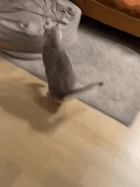 День валяния дурака отмечается сегодня