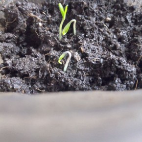 ������ ��� ������� �������: ������� �������� �������, ������� ����� �����