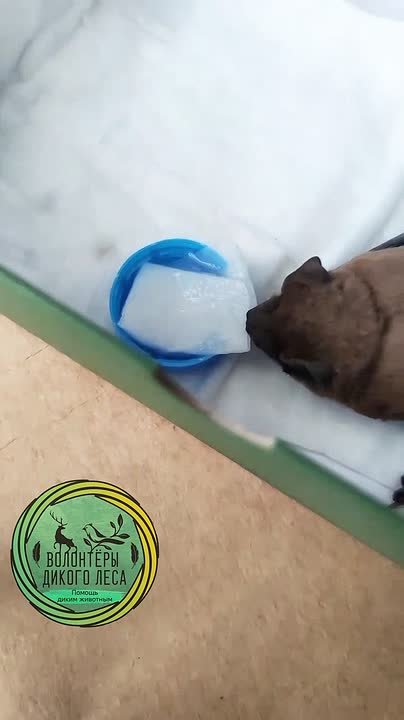 В Саратове спасли летучую мышь, застрявшую головой в металлической решетке