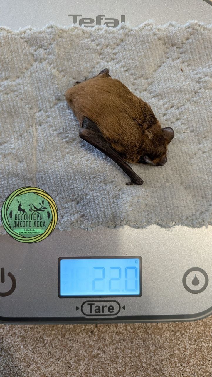 В Саратове спасли летучую мышь, застрявшую головой в металлической решетке В Саратове спасли летучую мышь, застрявшую головой в металлической решетке