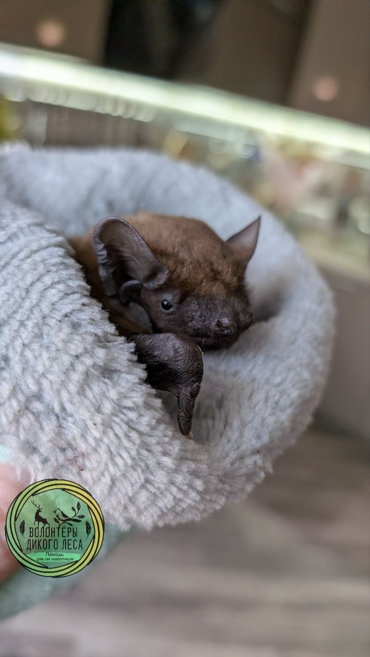 В Саратове спасли летучую мышь, застрявшую головой в металлической решетке В Саратове спасли летучую мышь, застрявшую головой в металлической решетке