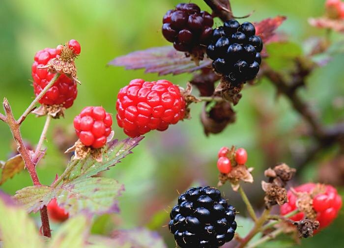 Как справиться с червями в ягодах: советы и рекомендации