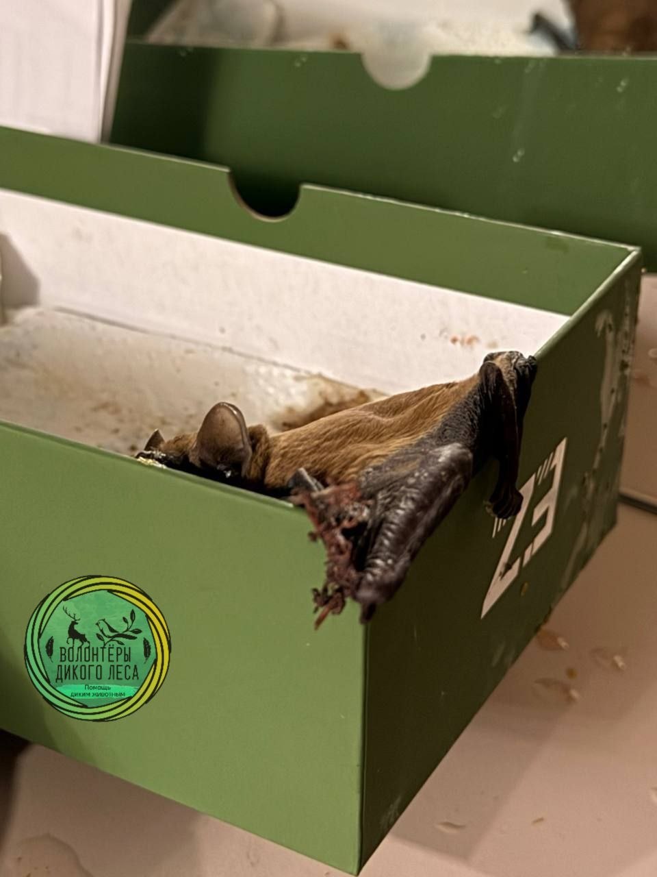 В Саратове спасли летучую мышь, застрявшую головой в металлической решетке В Саратове спасли летучую мышь, застрявшую головой в металлической решетке