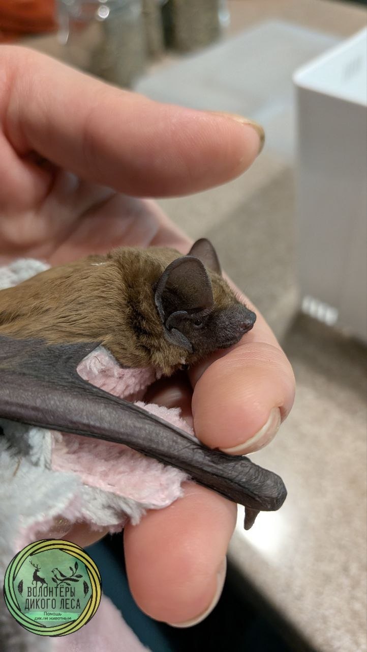 В Саратове спасли летучую мышь, застрявшую головой в металлической решетке В Саратове спасли летучую мышь, застрявшую головой в металлической решетке