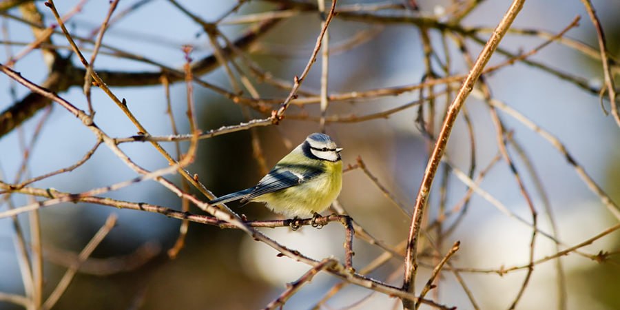 В Саратовской области неделя начнется с малооблачной погоды и температуры до +10