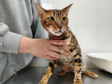 �������� ������� �� ������ ������ "�������" ��������