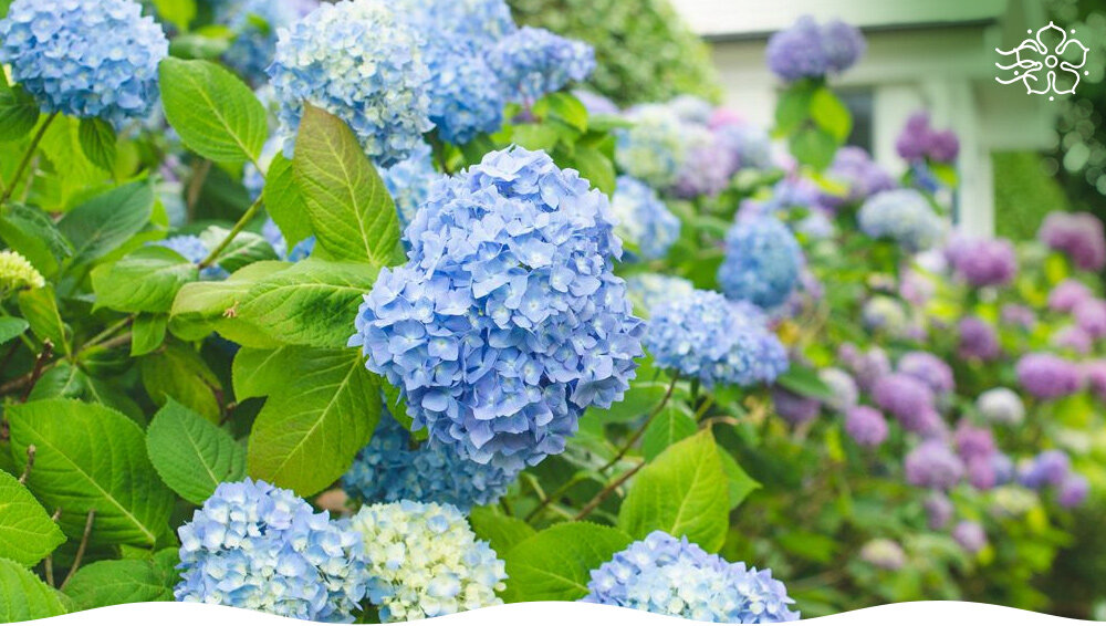 Как добиться пышного цветения гортензии