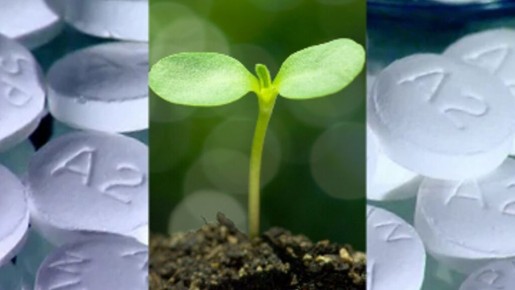 Аспирин как секрет успешного роста растений: удивительные результаты