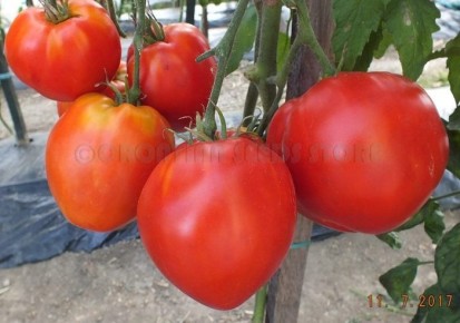 ����� ����-����: ������� � ��������������� ������ ��� ������ �������