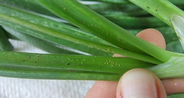 Чеснок под угрозой: как защитить урожай от вредителей и использовать препарат на его основе