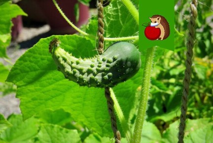 ������ ������ ����� ����� ������� � ��� ����� ��������?