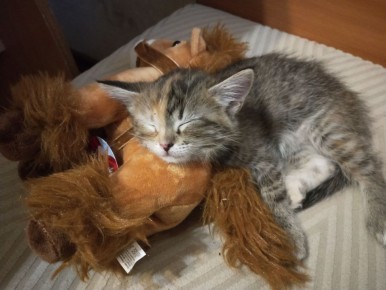 � ����������� 29 ����� � ����������� ������� ����� �������