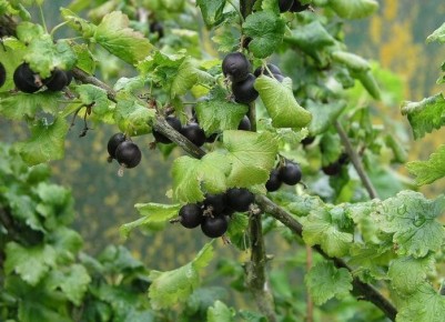 � ����� �� ������� �����: ������� ��������� �����������