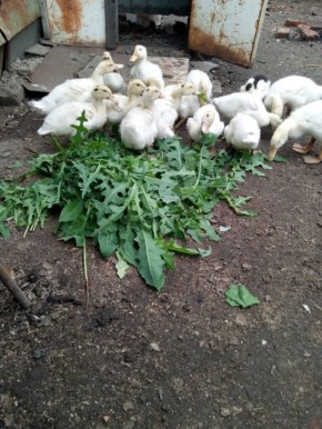 ������ ������� ���������� ��������� ������� ��� �������� ����?