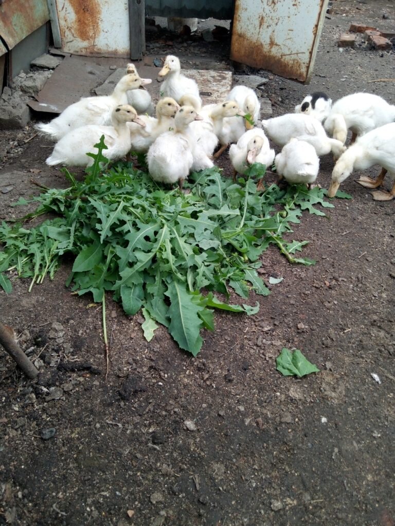 Почему Муларды становятся идеальным выбором для домашних утят?