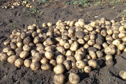 Как вырастить картофель без копки: новый взгляд на огородные заботы