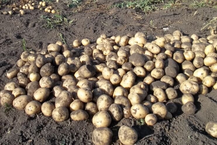 Как вырастить картофель без копки: новый взгляд на огородные заботы