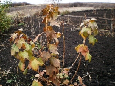 Новая методика обрезки смородины: как сохранить урожай и увеличить размер ягод
