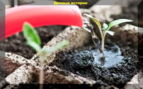 Полив рассады томатов: советы и секреты для успешного роста