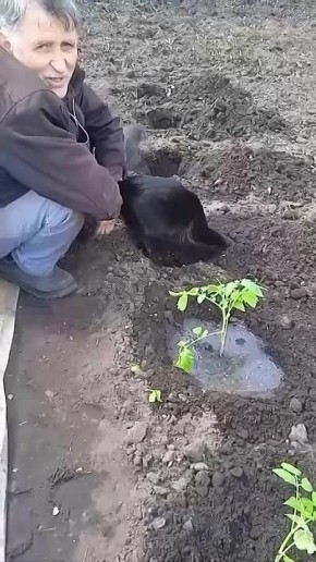 Уже скоро А вот и дачные помощники подъехали