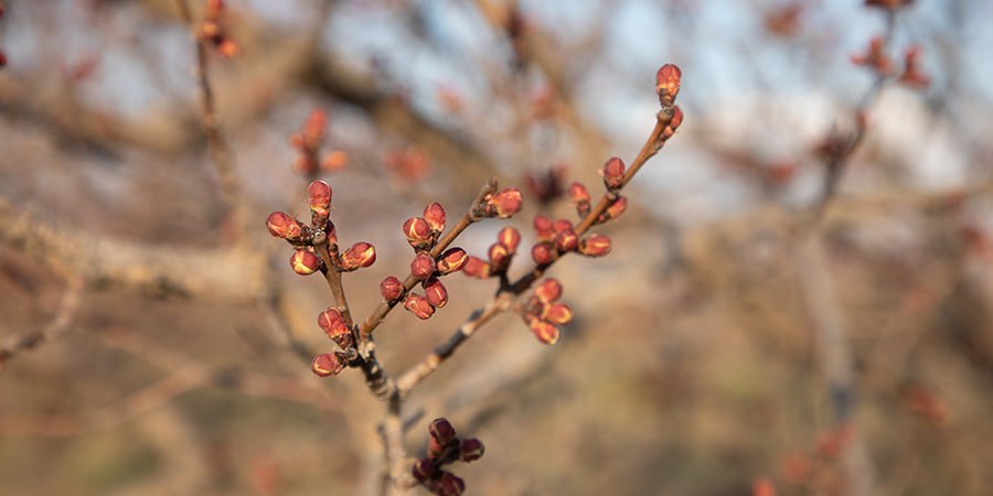 В Саратовской области прогнозируют начало недели с температурой до +20