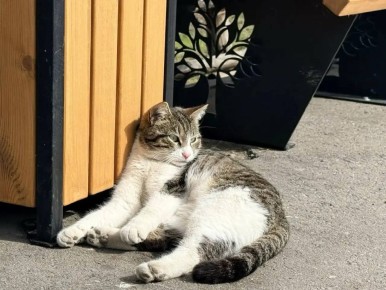 Обитатели скверов