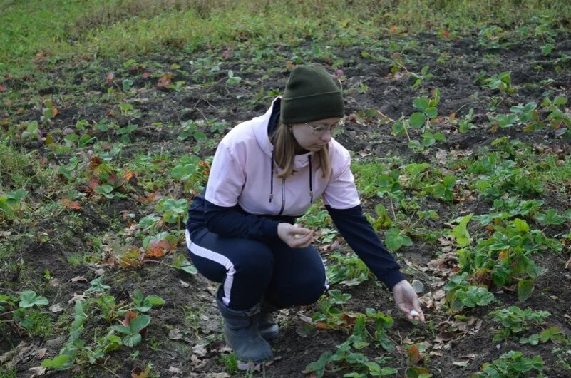 Чеснок и клубника: как совместная посадка приводит к удивительному урожаю