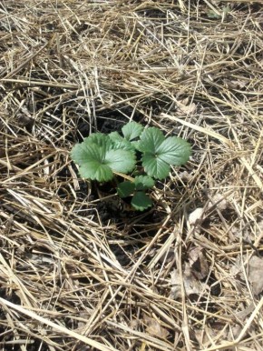 Как выбрать лучшую мульчу и где ее найти