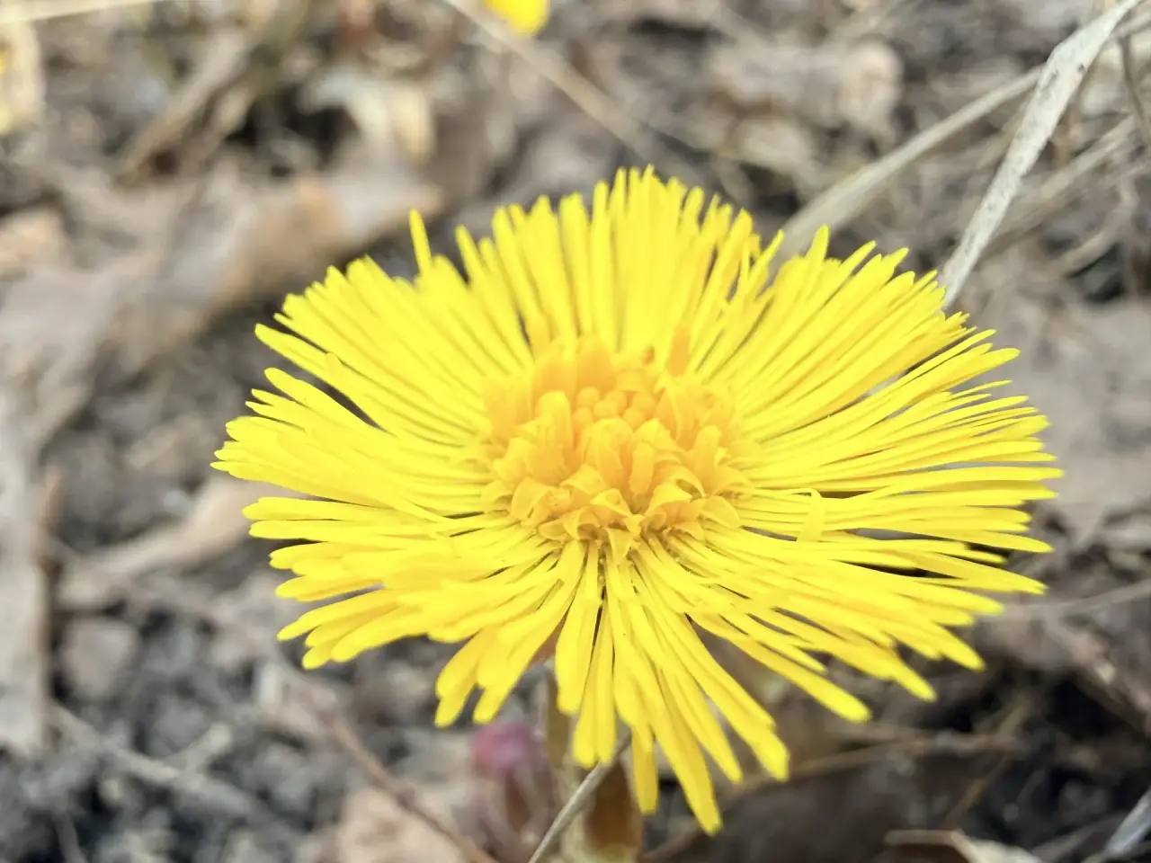 Город расцветает Город расцветает