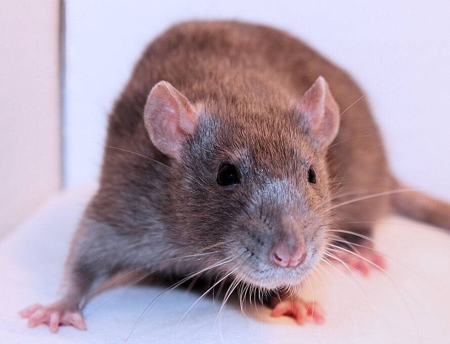 Как распознать мышей и крыс: советы по борьбе с грызунами