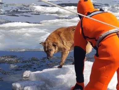 Саратовские спасатели вытащили дрейфующую посреди Волги на льдине собаку