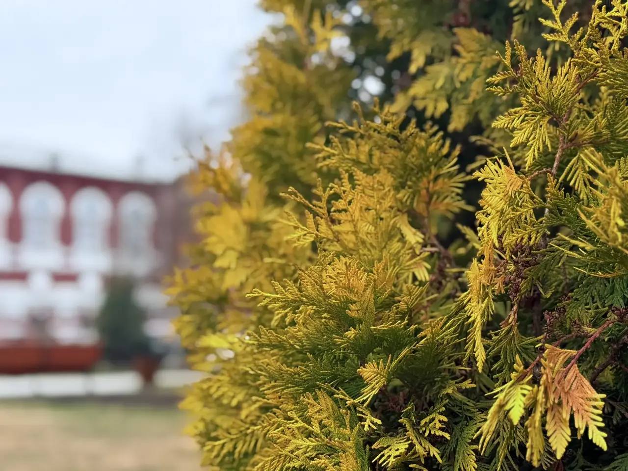 Город расцветает Город расцветает