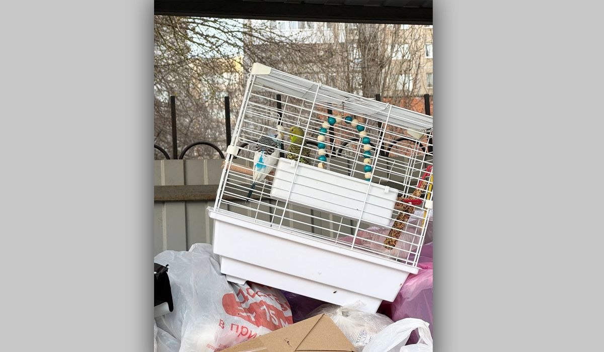 В Саратове живых попугаев выбросили на мусорку