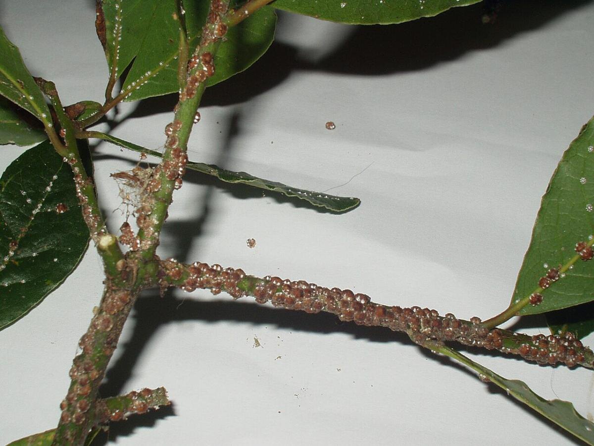 Как победить щитовок: эффективные способы защиты ваших растений