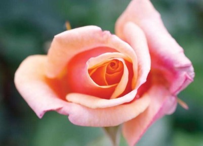 ����������� ��������, ������� ����� �������� ��� �� ����