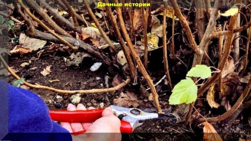 ���������� ������� ��������� � ����������: ������� ��������� ������