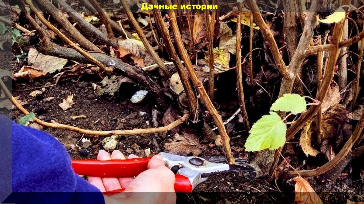 Правильная обрезка смородины и крыжовника: секреты успешного урожая