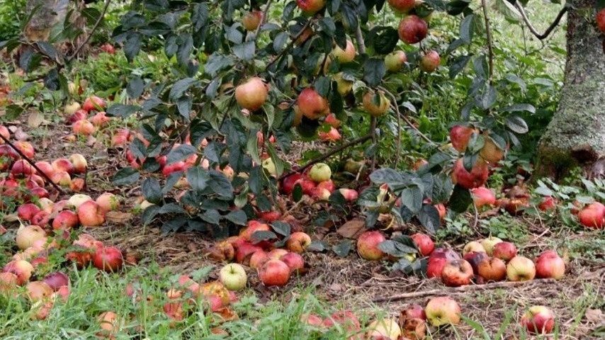 ������ � �����: ��������� ������� ����������� ��������