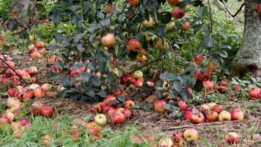 ������ � �����: ��������� ������� ����������� ��������